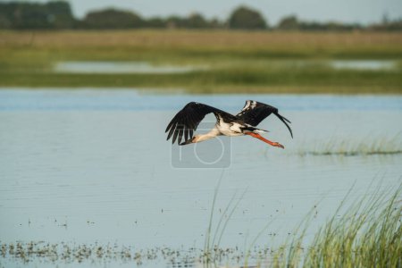 Téléchargez les photos : Maguari Stork, Province de La Pampa, Patagonie Argentine - en image libre de droit