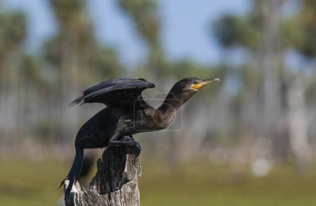 Photo for Neotropic Cormorant, La Estrella Marsh, Formosa Province, Argentina. - Royalty Free Image