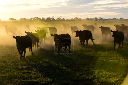 Cattle in the Pampas Countryside, Argentine meat production, La Pampa, Argentina.