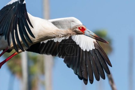 Maguari Stork, La Estrella Marsh, Formosa Province, Argentina