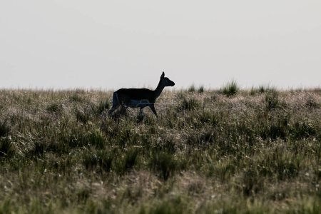 Female Blackbuck Antelope in Pampas plain environment, La Pampa province, Argentina