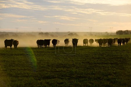 Foto de Ganado en el campo de Pampa, producción de carne argentina, La Pampa, Argentina. - Imagen libre de derechos