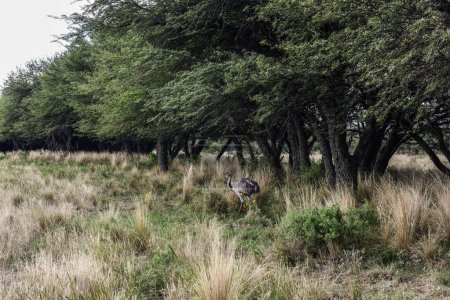 Greater Rhea, Rhea americana in Calden Forest environment, La Pampa , Argentina.