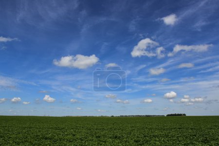 Photo for Soybean crop field in the Buenos Aires Province Countryside, Argentina. - Royalty Free Image