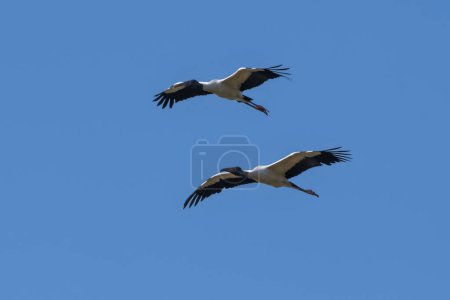Photo for Jabiru Stork, in flight, La Estrella Marsh, Formosa Province, Argentina. - Royalty Free Image