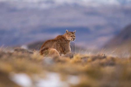Foto de Cougar, Parque Nacional Torres del Paine, Patagonia, Chile - Imagen libre de derechos