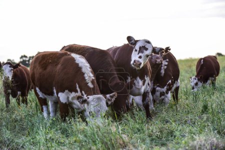 Téléchargez les photos : Bovins dans la campagne de Pampas, production de viande argentine, La Pampa, Argentine. - en image libre de droit