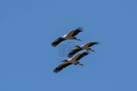 Téléchargez les photos : Cigogne de Jabiru en vol, Marais de La Estrella, Province de Formosa, Argentine. - en image libre de droit