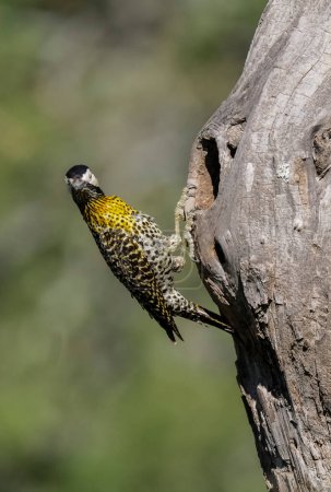Green barred Woodpecker in forest environment,  La Pampa province, Patagonia, Argentina.