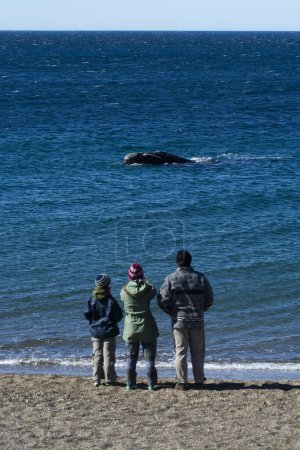 Téléchargez les photos : Touristes observant des baleines, observation depuis la côte, Doradillo Beach, Chubut, Patagonie, Argentine. - en image libre de droit