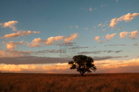 Téléchargez les photos : Paysage arboré de Pampas, province de La Pampa, Patagonie, Argentine. - en image libre de droit