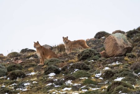 Téléchargez les photos : Puma en milieu montagneux, Parc National Torres del Paine, Patagonie, Chili. - en image libre de droit