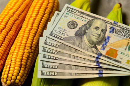 Dollars und Maiskörner, Konzept des Getreidehandels und landwirtschaftlicher Geschäfte.