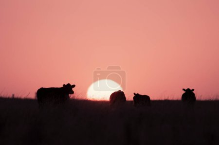 Cattle herd in Pampas Landscape, La Pampa Province, Patagonia, Argentina.