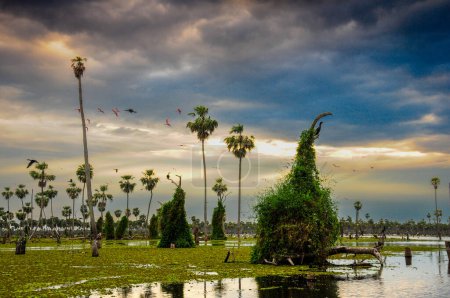 Foto de La Estrella Marsh Palm landscape, Formosa province, Argentina. - Imagen libre de derechos