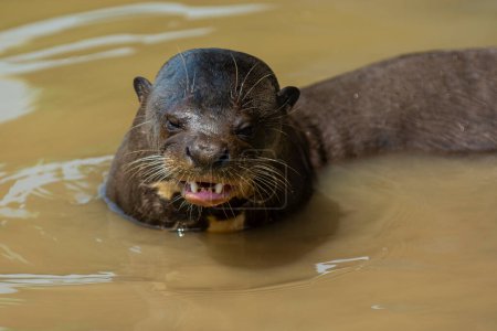 Giant river otter, Pteronura brasiliensis, Endangered specie, Cuiab River,Pantanal, Mato Grosso, Brazil