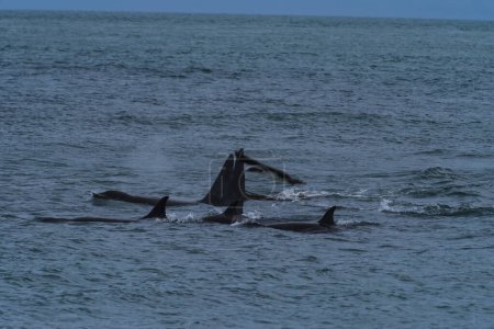 Killerwal, Orca, Jagd auf Seelöwen, Halbinsel Valdes, Patagonien Argentinien