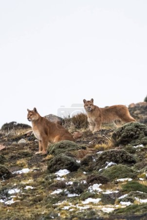 Puma en ambiente montañoso, Parque Nacional Torres del Paine, Patagonia, Chile.