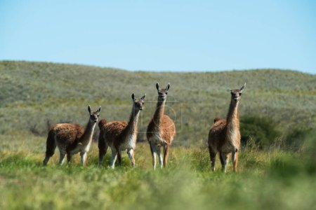 Guanacos in der Grasumgebung der Pampa, La Pampa, Patagonien, Argentinien