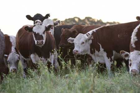 Rinderherde in der Pampa, argentinische Fleischproduktion, La Pampa, Argentinien.