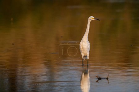Photo for Snowy Egret, Egretta thula, perched, La Pampa Province, Patagonia, Argentina. - Royalty Free Image