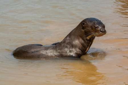 Giant river otter, Pteronura brasiliensis, Endangered specie, Cuiab River, Pantanal, Mato Grosso, Brazil