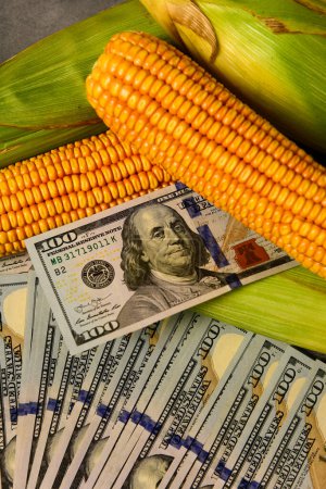Dollars und Maiskörner, Konzept des Getreidehandels und landwirtschaftlicher Geschäfte.