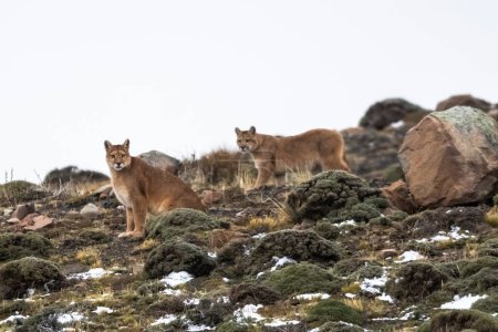 Puma en ambiente montañoso, Parque Nacional Torres del Paine, Patagonia, Chile.