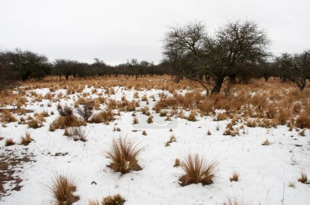 Snowy landscape in Calden Forest environment in La Pampa, Patagonia,  Argentina.