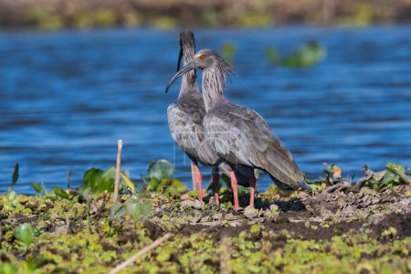 Plumbeous ibis, Baado La Estrella, Formosa Province, Argentina. 