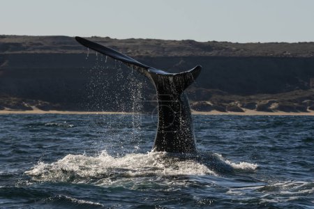 Sohutern right whale tail,Peninsula Valdes, Chubut, Patagonia, Argentina