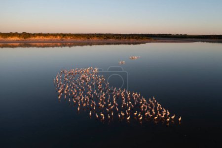Flamingos flock in Pampas Lagoon, La Pampa Province, Patagonia, Argentina.