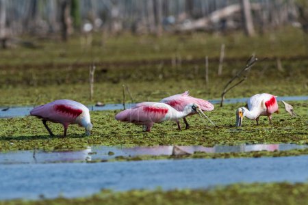 Foto de Espátula rosada, Platalea ajaja, La Estrella Marsh, Provincia de Formosa, Argentina. - Imagen libre de derechos