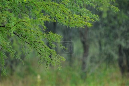 Foto de Raindrops in the Calden forest, La Pampa Province, Patagonia, Argentina. - Imagen libre de derechos