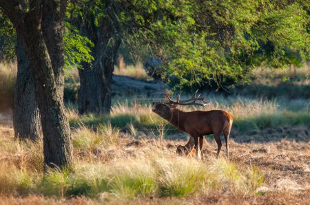 Ciervo rojo, Rugido macho en La Pampa, Argentina, Parque Luro, Reserva Natural