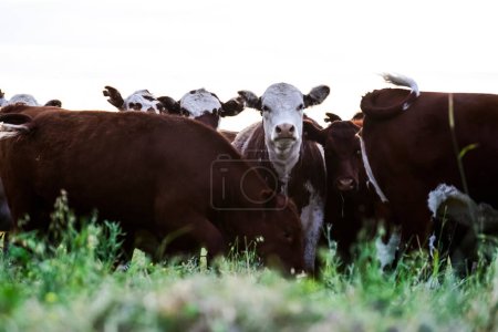 Cattle herd in the Pampas Countryside, Argentine meat production, La Pampa, Argentina.
