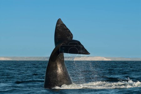 Southern Right whale tail, Peninsula Valdes Patagonia, Argentina