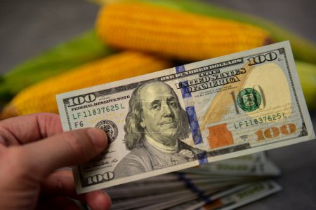 Dollars and corn grains, Concept of grain trade and agricultural business.