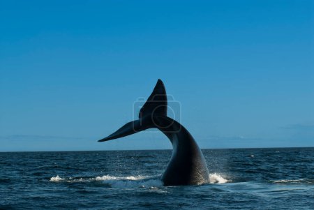 Southern Right whale tail, Peninsula Valdes Patagonia, Argentina