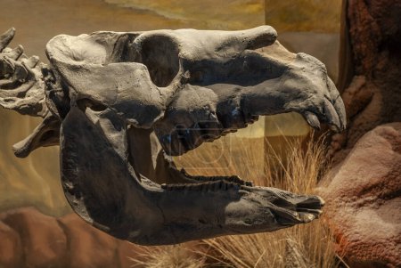 Squelette fossile Toxodon, Patagonie, Argentine.