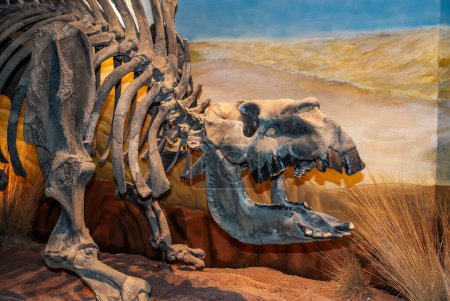Photo for Toxodon fossil skeleton, Patagonia, Argentina. - Royalty Free Image