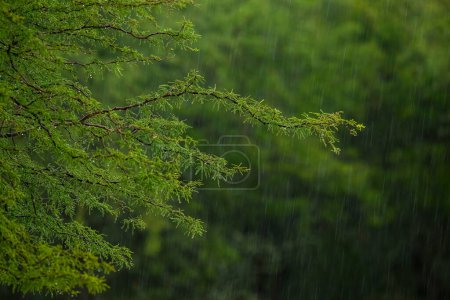 Raindrops in the Calden forest, La Pampa Province, Patagonia, Argentina.