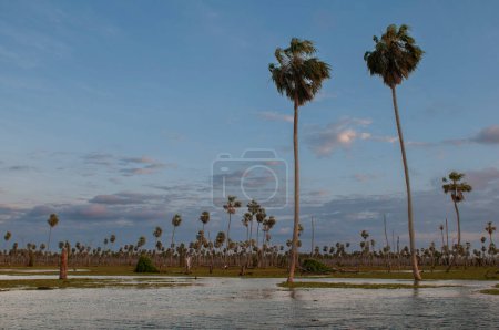 Foto de La Estrella Marsh Palm landscape, Formosa province, Argentina. - Imagen libre de derechos