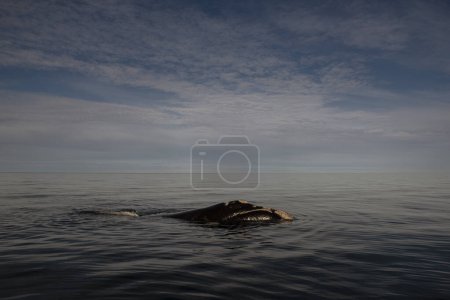 Sohutern right whale in the surface, Peninsula Valdes, Patagonia,Argentina