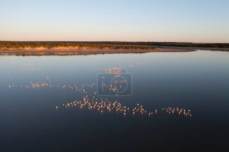 Flamingos flock in Pampas Lagoon, La Pampa Province, Patagonia, Argentina.