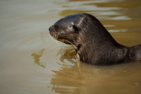 Giant river otter, Pteronura brasiliensis, Endangered specie, Cuiab River, Pantanal, Mato Grosso, Brazil