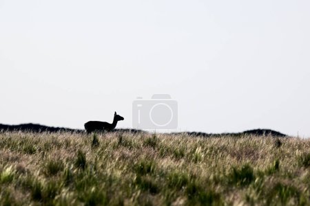 Photo for Female Blackbuck Antelope in Pampas plain environment, La Pampa province, Argentina - Royalty Free Image