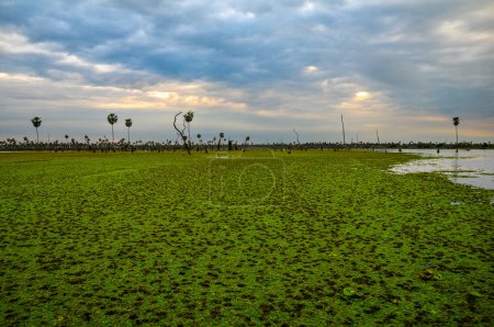 Foto de Paisaje de Sunst Palms en La Estrella Marsh, provincia de Formosa, Argentina. - Imagen libre de derechos