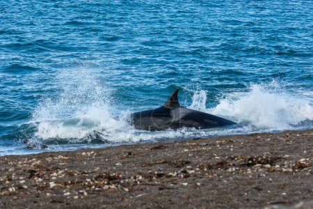 Killer Whale, Orca, hunting a sea lion pup, Peninsula Valdes, Patagonia Argentina