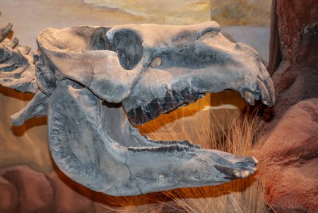 Squelette fossile Toxodon, Patagonie, Argentine.